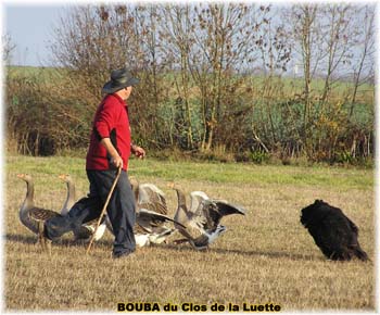 le bouvier des flandres et les oies - Elevage du CLOS DE LA LUETTE - COPYRIGHT DEPOSE